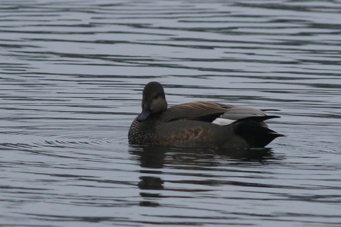 IMG_0766-crop