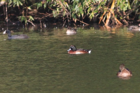 IMG_9595-crop