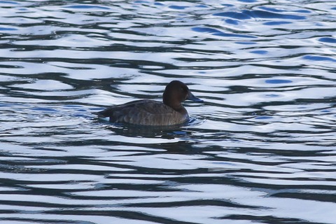 IMG_7205-crop