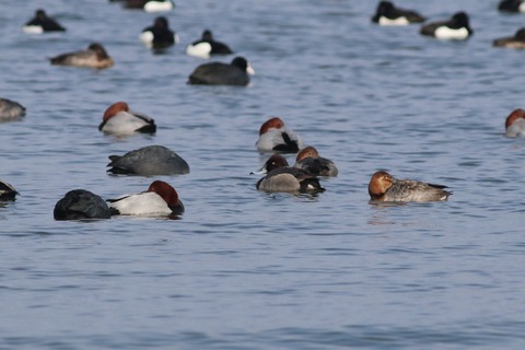 IMG_2039-crop