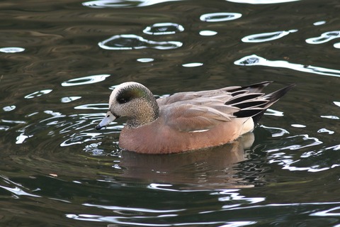 IMG_1571-crop