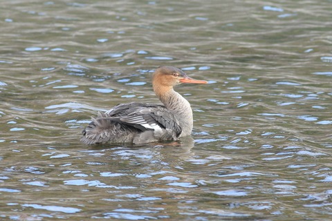 IMG_9568-crop
