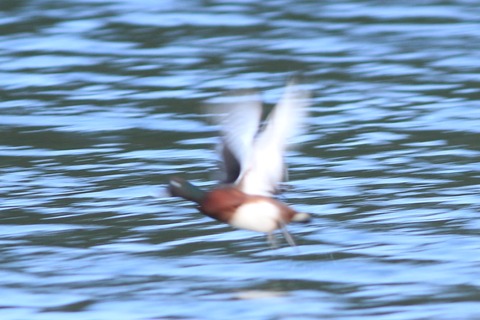IMG_3337-crop