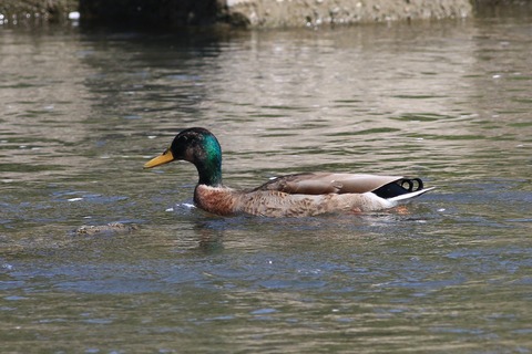IMG_9124-crop