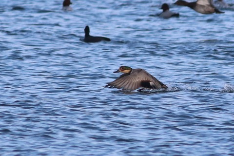 IMG_8591-crop