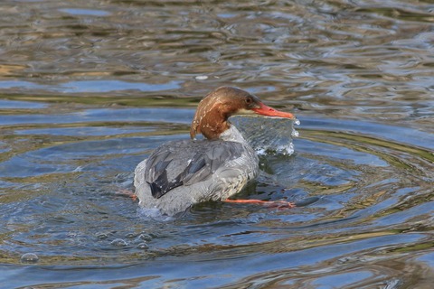 IMG_9386-crop