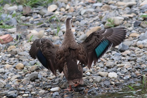 IMG_1380-crop