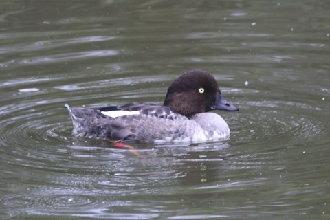 IMG_0633-crop