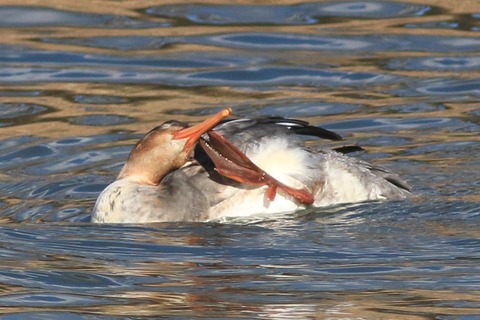 IMG_6510-crop