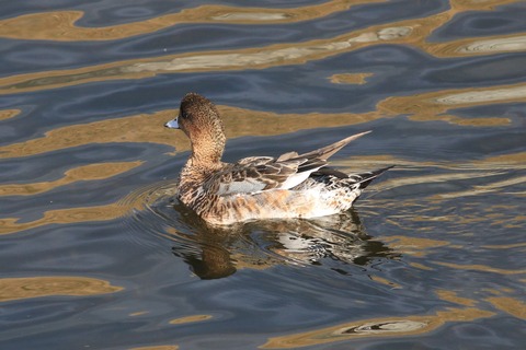 IMG_9306-crop