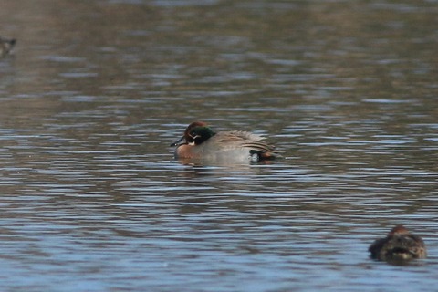 IMG_0006-crop