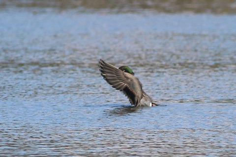 IMG_0354-crop