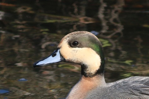 IMG_2616-crop