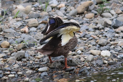 IMG_1386-crop