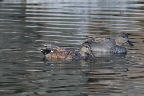 IMG_9315-crop