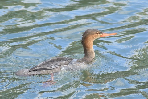IMG_9381-crop