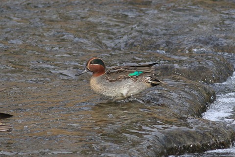 IMG_1466-crop