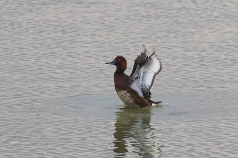IMG_5414-crop