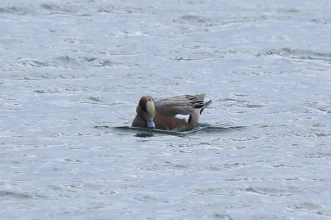 IMG_3128-crop