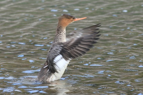 IMG_9699-crop