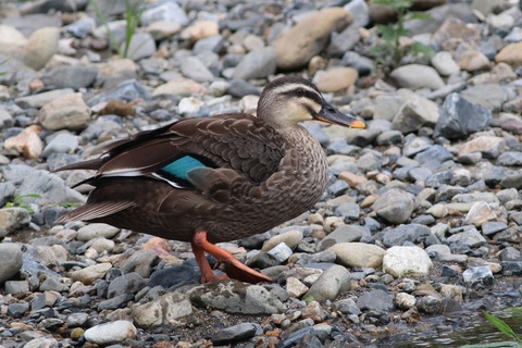 IMG_1408-crop