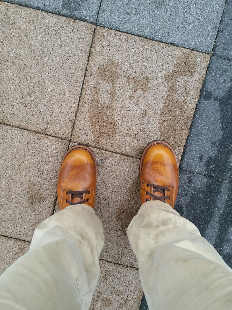 三ヶ月歳になりました ベックマン9013チェスナットの成長記録 一日二三歩