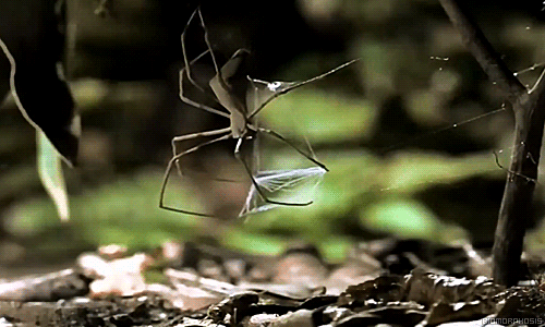 グラディエータースパイダーの獲物の捕獲方法がまるで虫取り網 Dangerous Insects グラディエータースパイダーの獲物の捕獲方法がまるで虫取り網 Dangerous Insects