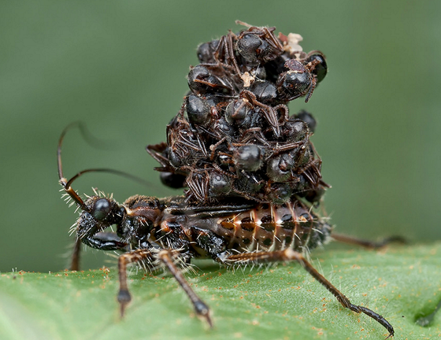 アリの死骸を鎧のように着て擬態する“サシガメ”