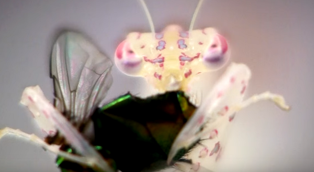 シースルーなカマキリの食事によって映し出される食されたハエが器官の中を通っていく様