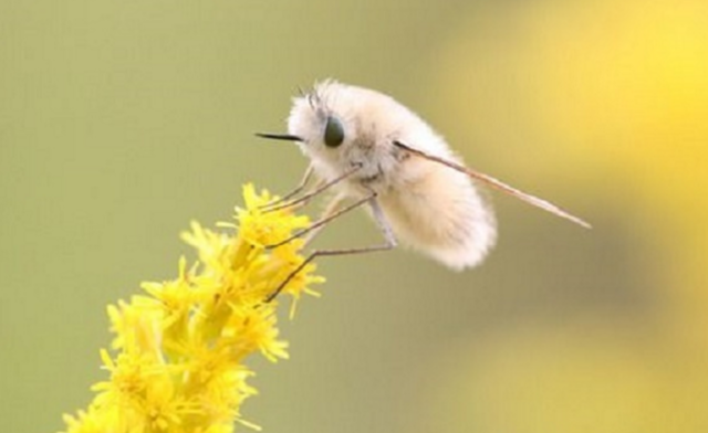 【萌え死に注意！？】 ふわっふわでかわいいアブ “トラツリアブ”