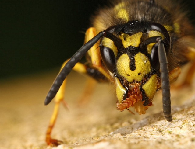 ハワイに生息する“ウエスタン・イエロージャケット”というスズメバチがとにかく危険過ぎる