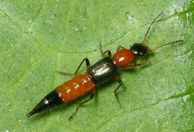 【危険】　やけど虫とよばれる“アオバアリガタハネカクシ”の体液には有毒成分「ペデリン」