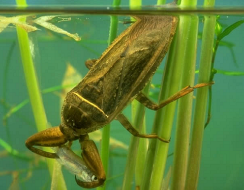 日本最大の水生昆虫で「水中のギャング」とも呼ばれ時にはヘビやカメ、ネズミさえも捕食する“タガメ”は危険！？