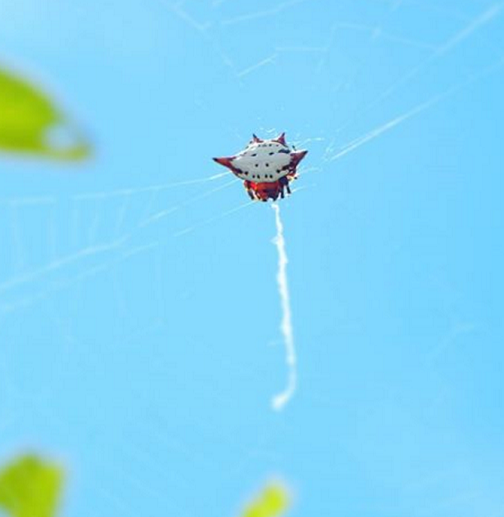 トゲグモ