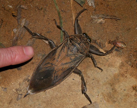 世界最大にして最強の水生昆虫“ナンベイオオタガメ”