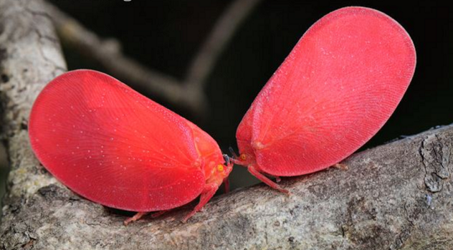 マダガスカルに生息するオオベニハゴロモの幼虫の擬態とは