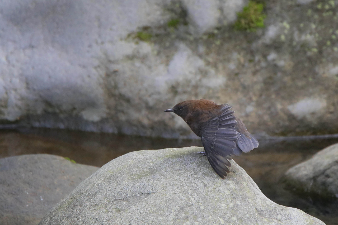 白い目蓋 光沢ある焦げ茶色のカワガラス 野鳥観察style