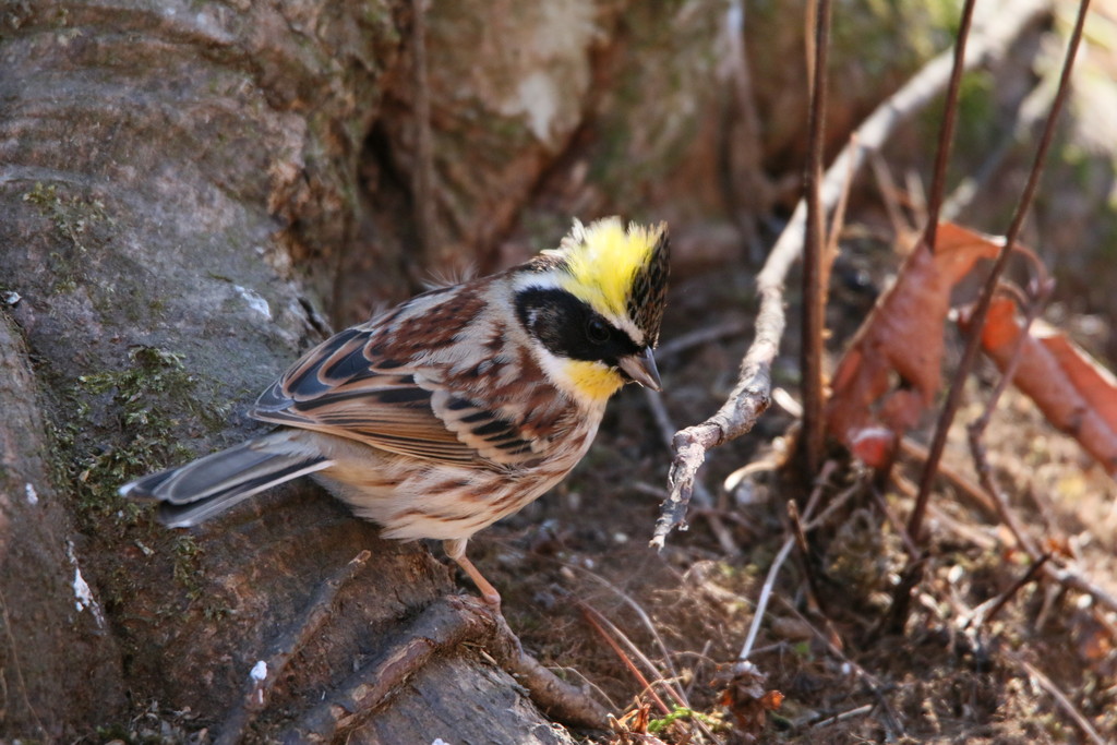貫禄ある鶏冠のミヤマホオジロ 野鳥観察style 貫禄ある鶏冠のミヤマホオジロ 野鳥観察style