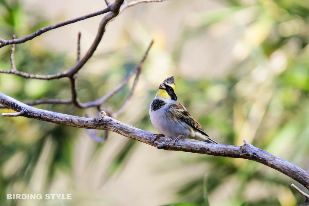 赤城山 野鳥観察style 赤城山 野鳥観察style