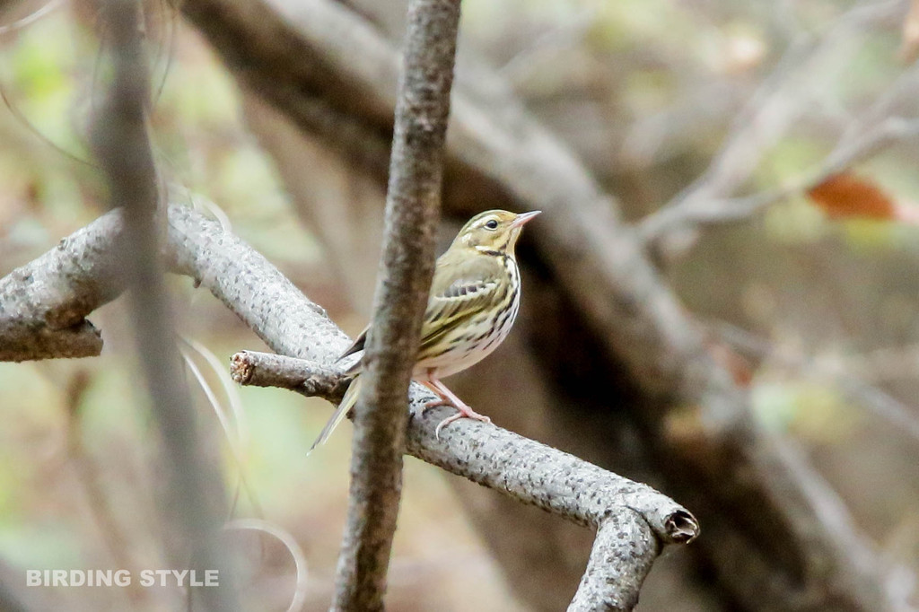 寒さにも強いビンズイ 野鳥観察style
