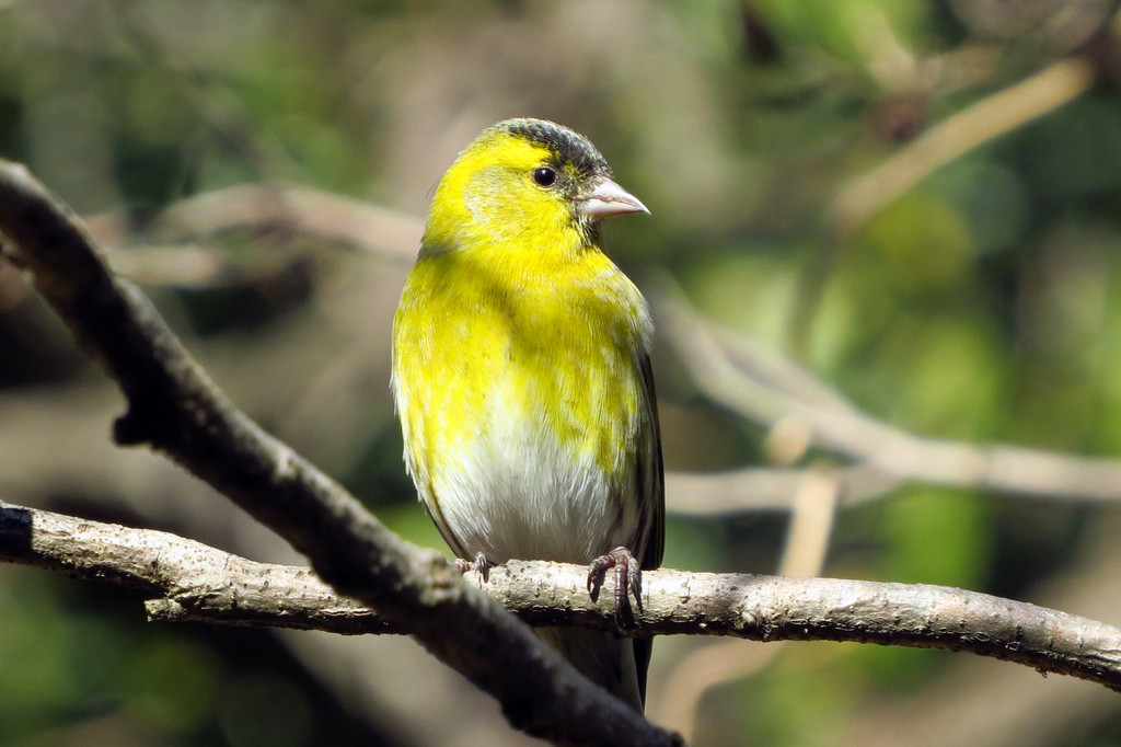 鮮やかな黄色のマヒワ 野鳥観察style 鮮やかな黄色のマヒワ 野鳥観察style
