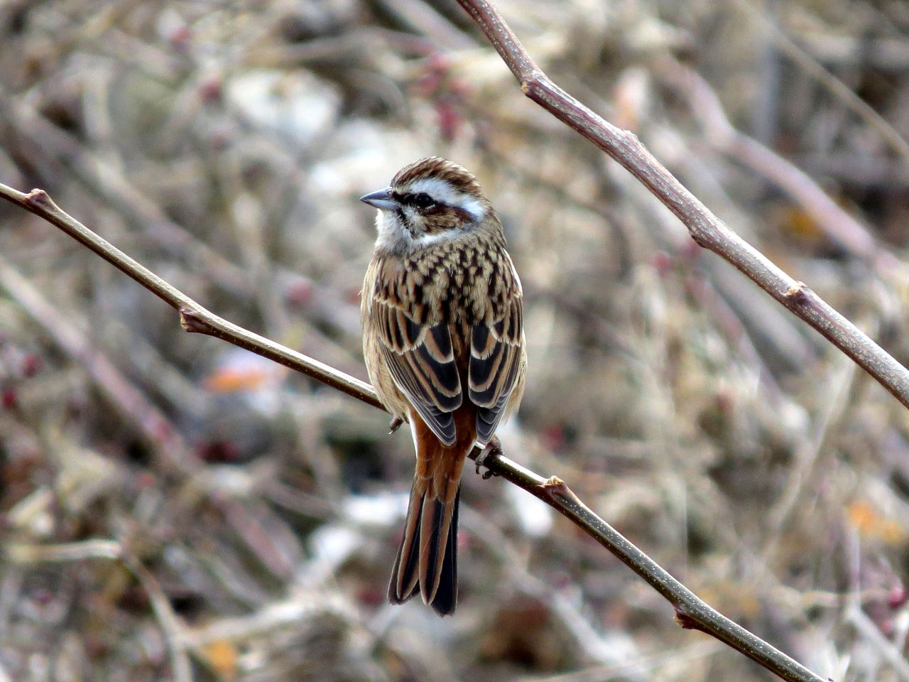 背中の配色がきれいなホオジロ 野鳥観察style