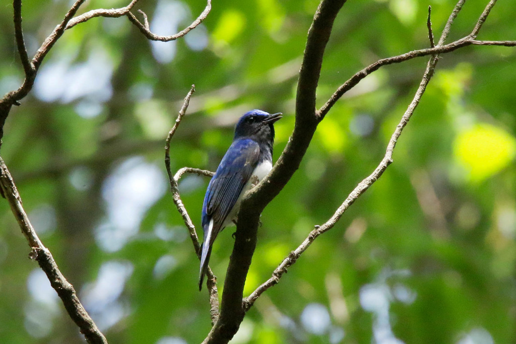赤城山で探鳥 帰り際のオオルリ 野鳥観察style