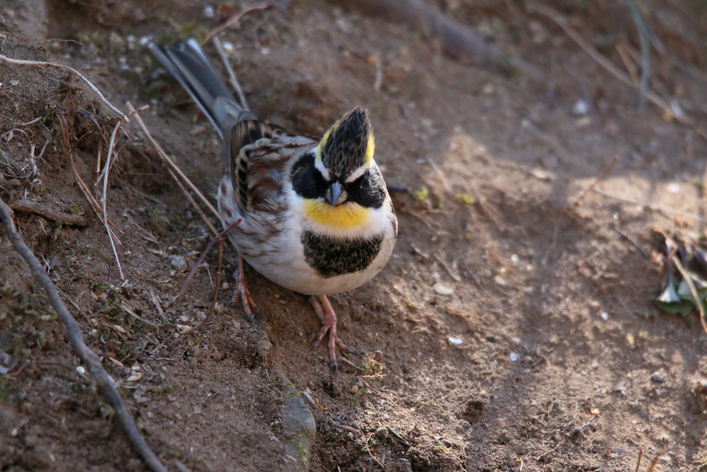 貫禄ある鶏冠のミヤマホオジロ 野鳥観察style 貫禄ある鶏冠のミヤマホオジロ 野鳥観察style