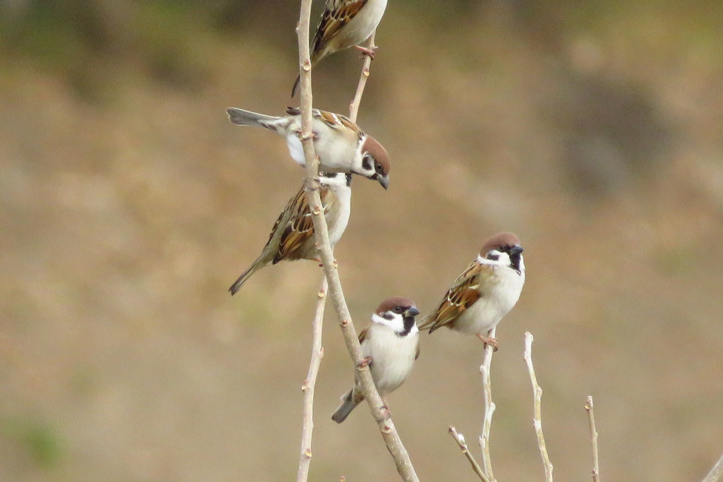 寒さに身を寄せ合うスズメの群れ 野鳥観察style