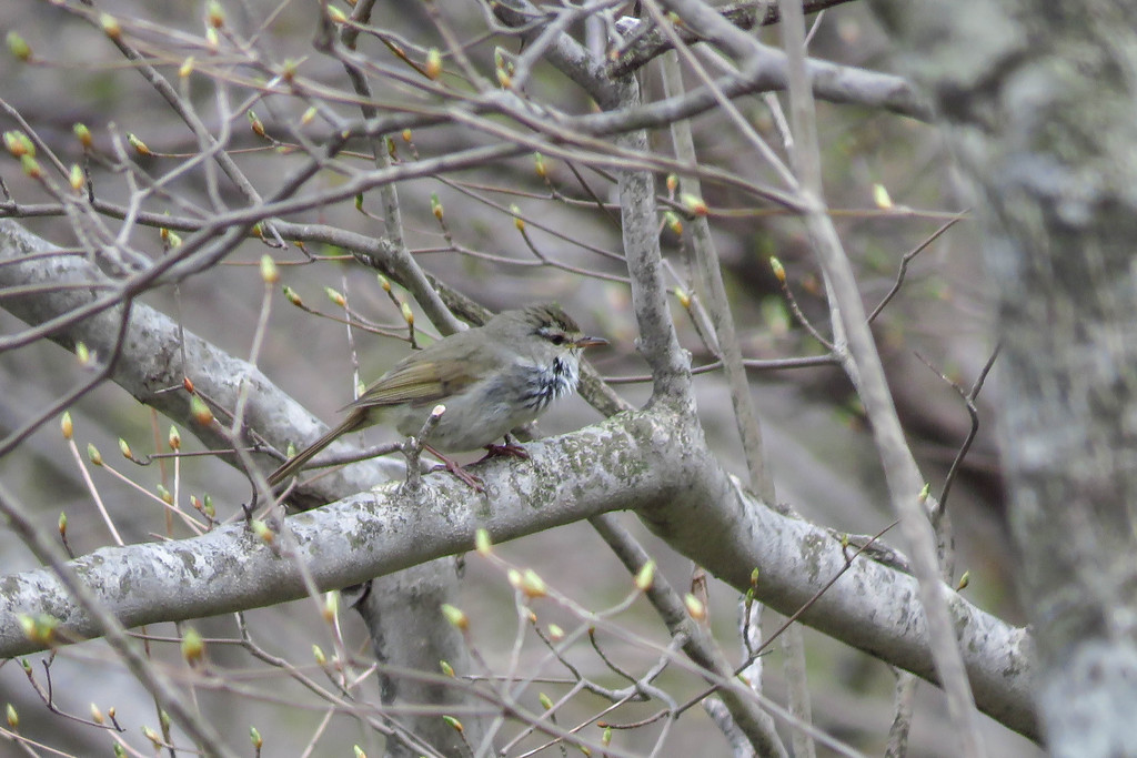 赤城山 小沼のウグイス 野鳥観察style