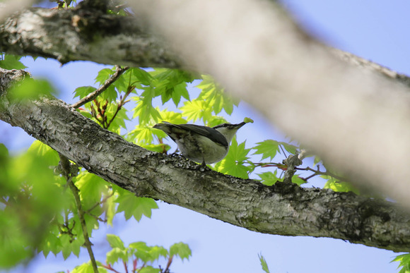 IMG_2817-ゴジュウカラ