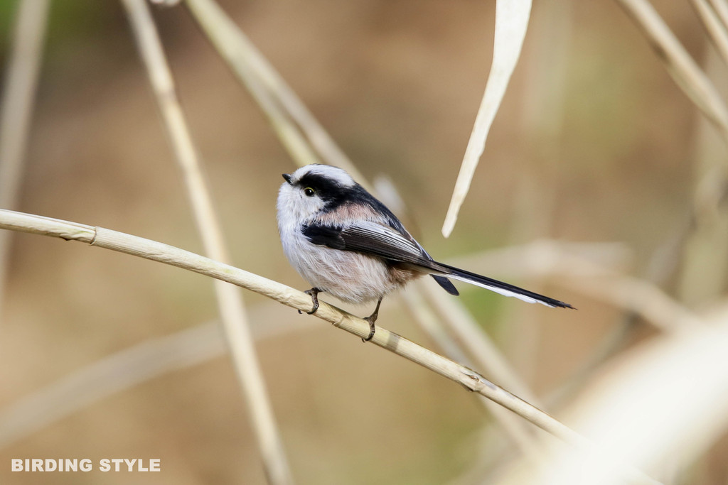 エナガ 野鳥観察style エナガ 野鳥観察style
