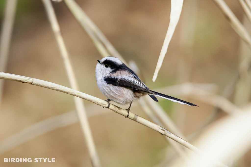 エナガ 野鳥観察style