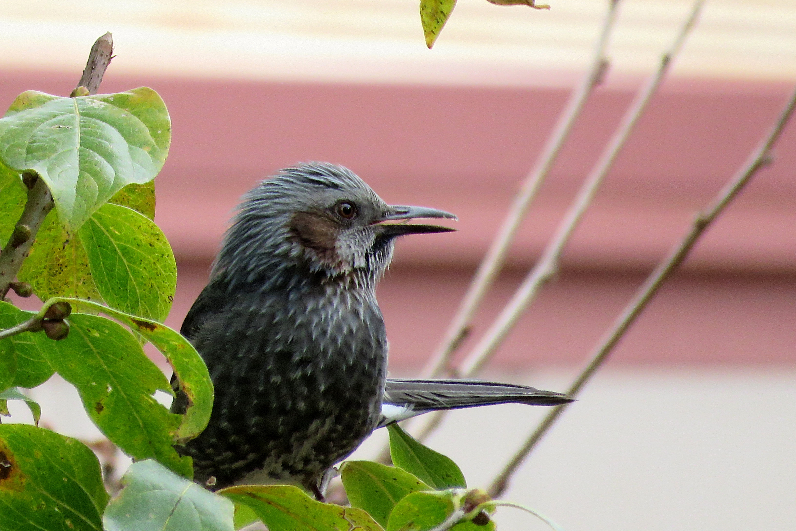 ヒヨドリ 野鳥観察style